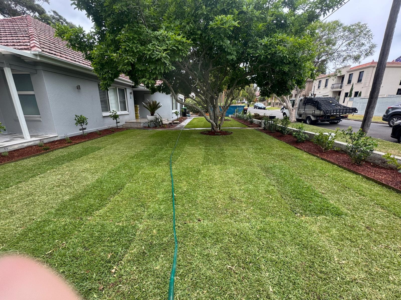 Freshly laid front lawn with red mulch garden beds and large shade tree
