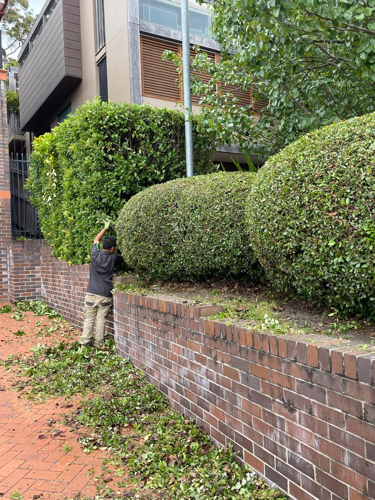 GPC Landscapes team member trimming large hedges above brick retaining wall