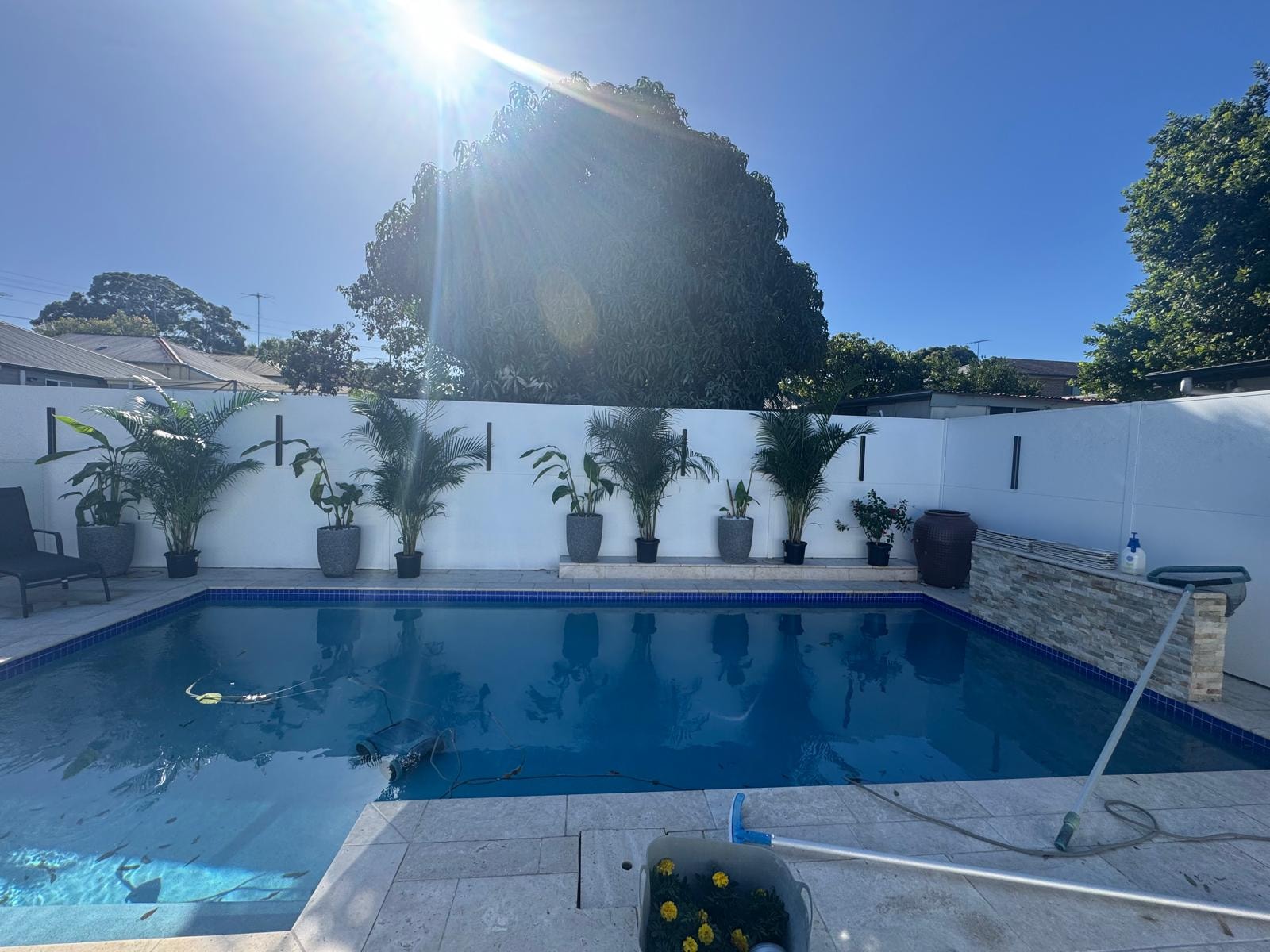 Pool with row of potted palms against white rendered fence
